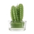 Cactus Candles Gift